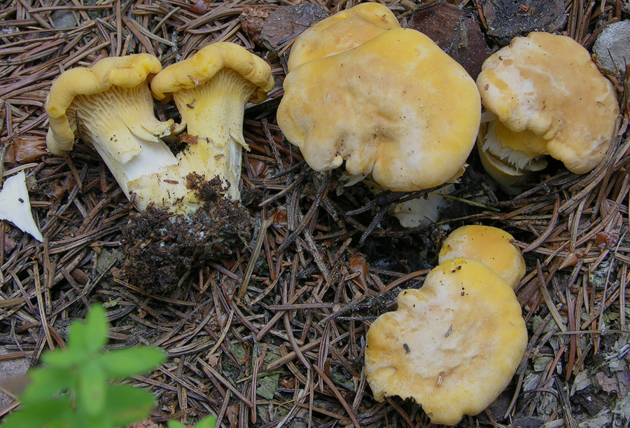 Un paracarro nel bosco......